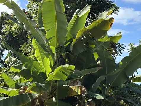 Bruner Road Captain Cook HI 96726