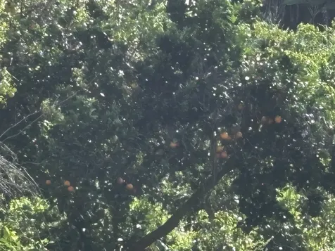 Bruner Road Captain Cook HI 96726