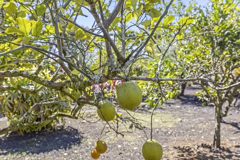 15-1953 13th Avenue Keaau HI 96749