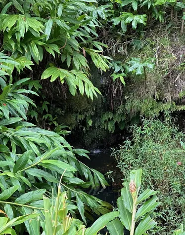 64-550 Mamalahoa Highway Kamuela HI 96743