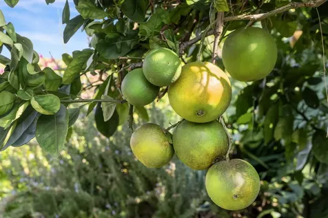 77-205 Hoomohala Road Kailua-kona HI 96740