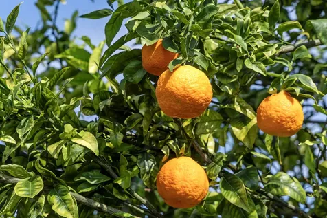 77-205 Hoomohala Road Kailua-kona HI 96740