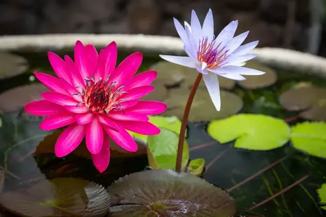 62-3680 Kiekiena Place Kamuela HI 96743