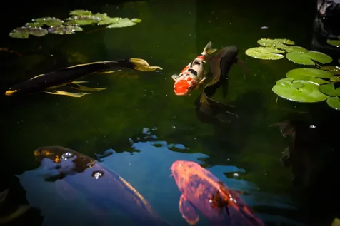 62-3680 Kiekiena Place Kamuela HI 96743