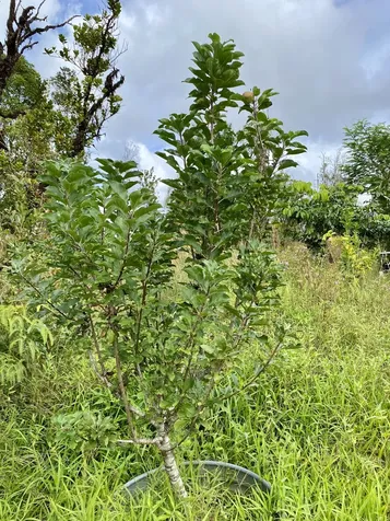 11-2747 Pikake Street Mountain View HI 96771