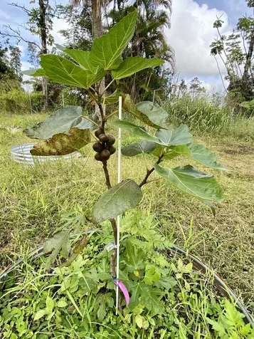 11-2747 Pikake Street Mountain View HI 96771