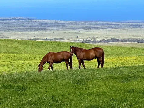 Alulike Street Kamuela HI 96743