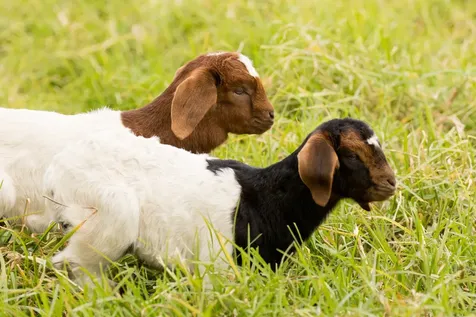 Alulike Street Kamuela HI 96743