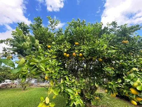 927 Puku Street Hilo HI 96720