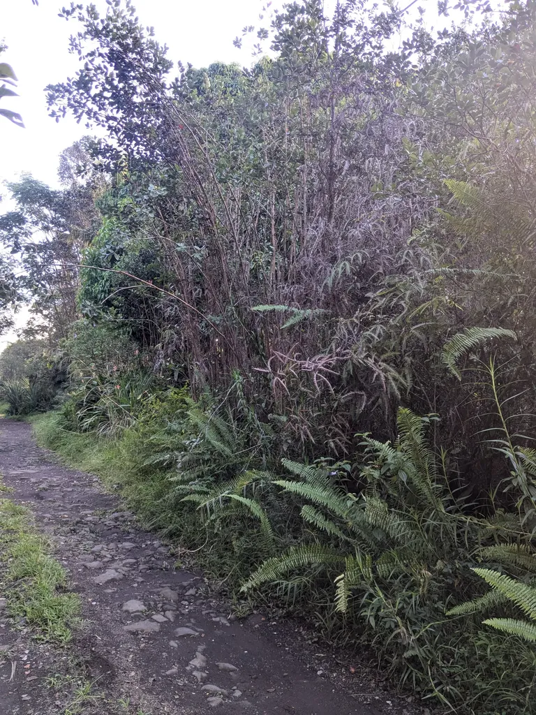 Road 11 (PULELEHUA) Kurtistown HI 96760