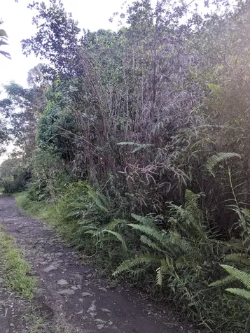 Road 11 (PULELEHUA) Kurtistown HI 96760