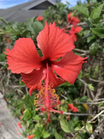 73-4344 Amaama Street Kailua-kona HI 96740