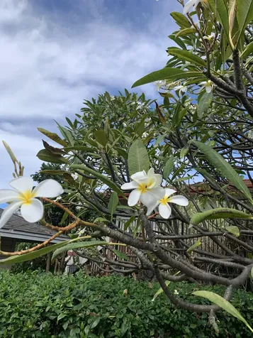 73-4344 Amaama Street Kailua-kona HI 96740