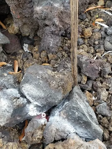 Ewalu Avenue Captain Cook HI 96704