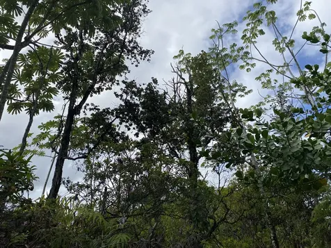 Kukane Road Keaau HI 96749