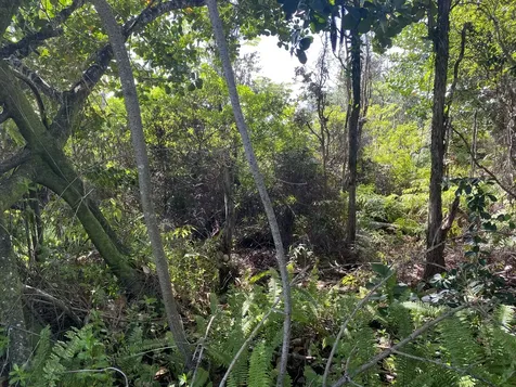 Kukane Road Keaau HI 96749