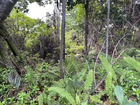 Kukane Road Keaau HI 96749