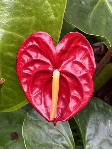 18-1994 Ua Nani Road Mountain View HI 96771