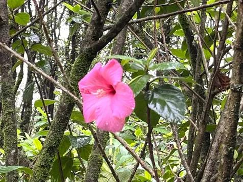 18-1994 Ua Nani Road Mountain View HI 96771