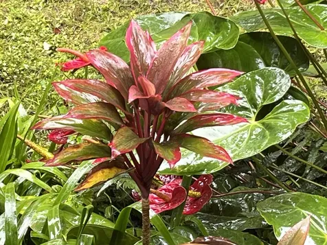 18-1994 Ua Nani Road Mountain View HI 96771