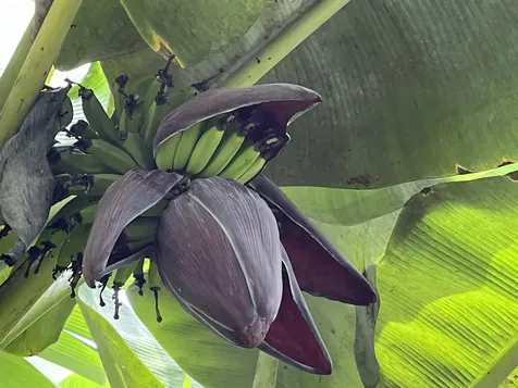 18-1994 Ua Nani Road Mountain View HI 96771