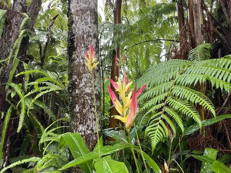 18-1994 Ua Nani Road Mountain View HI 96771