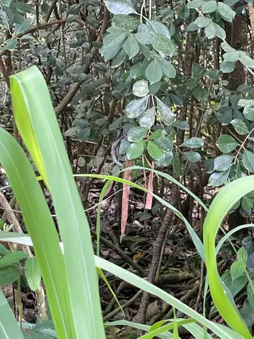 15-2005 2nd Avenue Keaau HI 96749