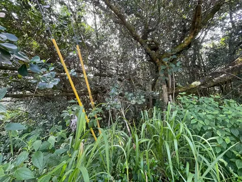 15-2005 2nd Avenue Keaau HI 96749