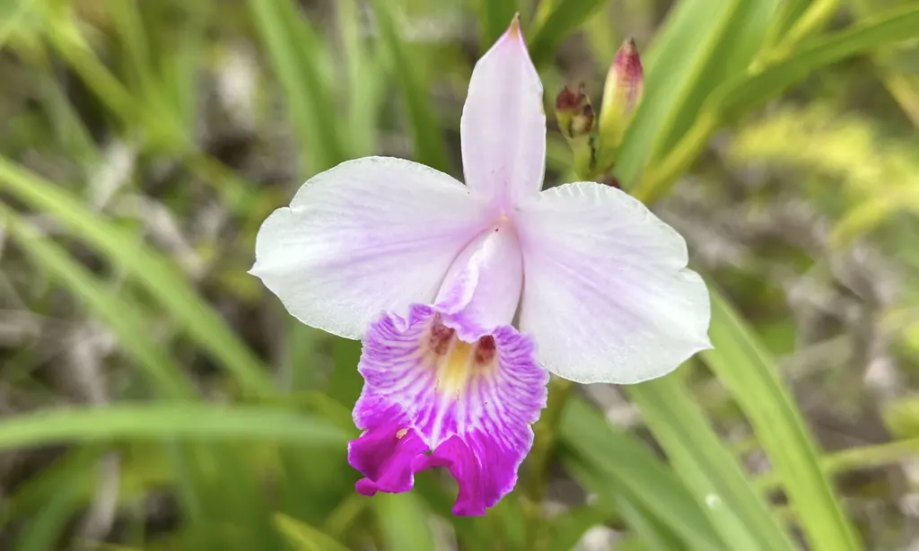 Io Kea Road (Road 4) Mountain View HI 96771