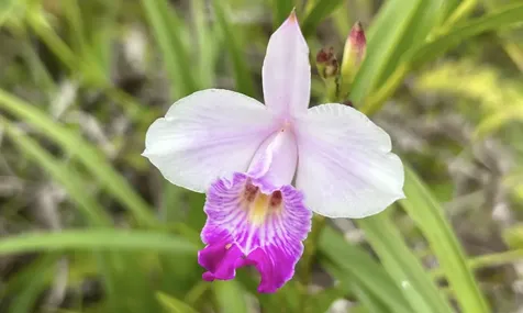 Io Kea Road (Road 4) Mountain View HI 96771