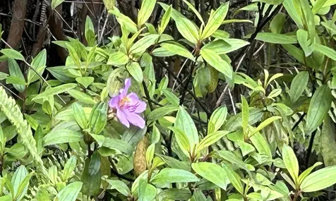 Io Kea Road (Road 4) Mountain View HI 96771