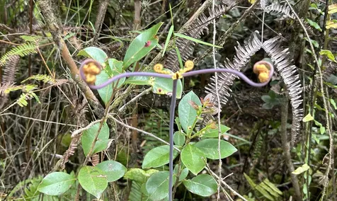 Io Kea Road (Road 4) Mountain View HI 96771