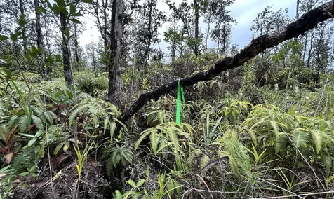 Io Kea Road (Road 4) Mountain View HI 96771