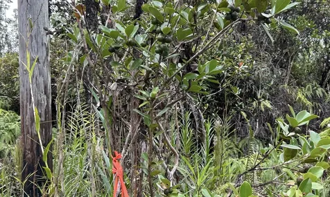 Io Kea Road (Road 4) Mountain View HI 96771