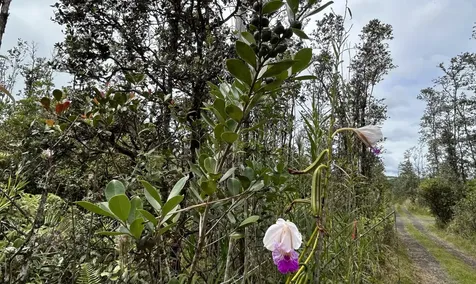 Io Kea Road (Road 4) Mountain View HI 96771