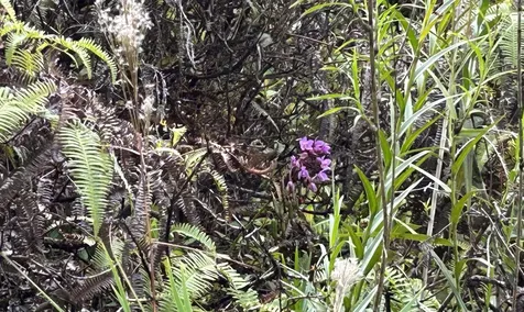 Io Kea Road (Road 4) Mountain View HI 96771