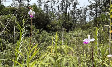 Io Kea Road (Road 4) Mountain View HI 96771