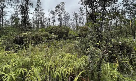 Io Kea Road (Road 4) Mountain View HI 96771