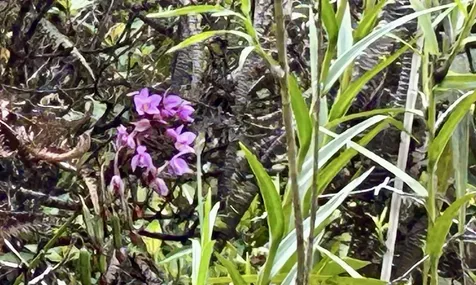 Io Kea Road (Road 4) Mountain View HI 96771