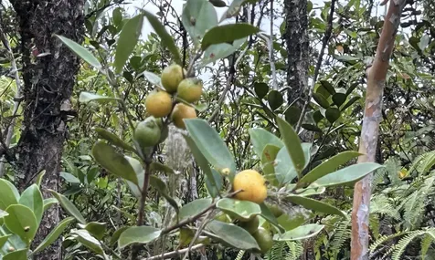 Io Kea Road (Road 4) Mountain View HI 96771