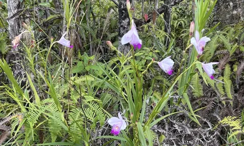 Io Kea Road (Road 4) Mountain View HI 96771