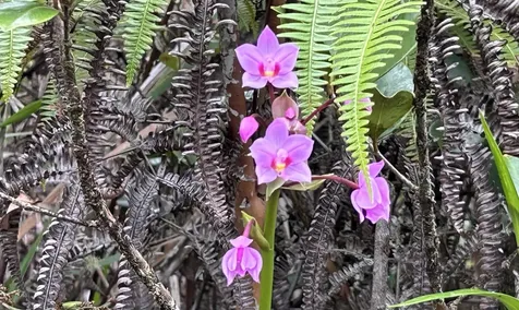 Io Kea Road (Road 4) Mountain View HI 96771