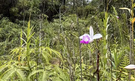 Io Kea Road (Road 4) Mountain View HI 96771