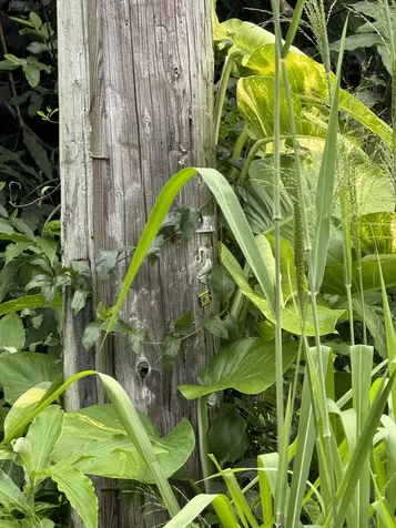 Opakapaka Street Pahoa HI 96778