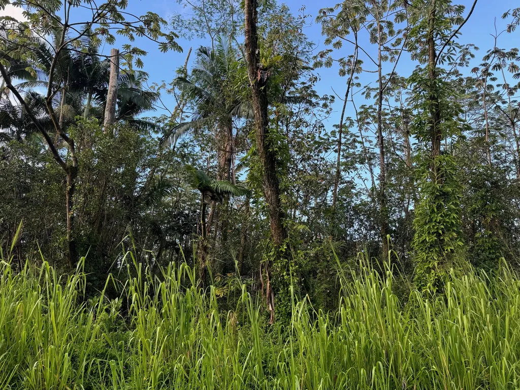 Molokai Road Pahoa HI 96778