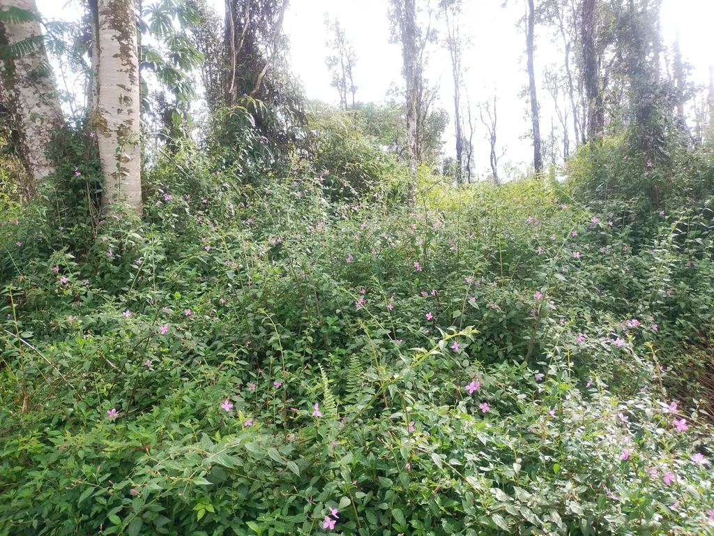Pahoa Road Pahoa HI 96778