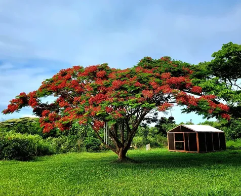 12-1093 Kaimu Makena Homestead Road Pahoa HI 96778