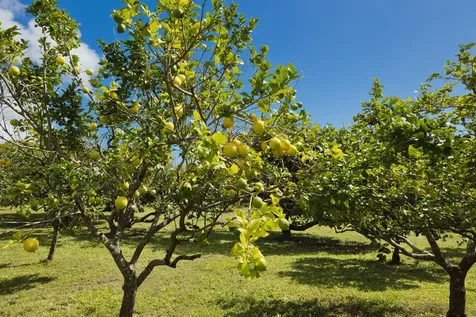 12-1093 Kaimu Makena Homestead Road Pahoa HI 96778