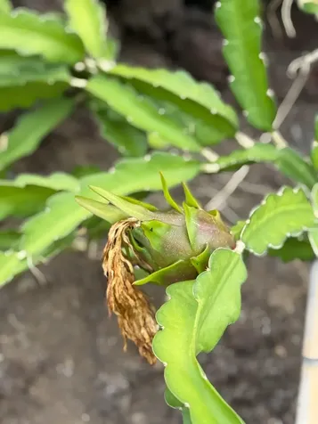 92-795 Hokulani Boulevard Ocean View HI 96737