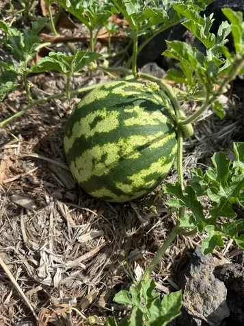 92-795 Hokulani Boulevard Ocean View HI 96737